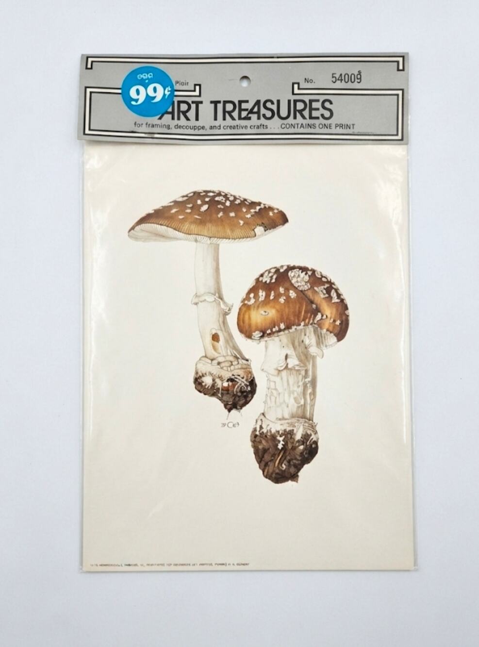 NOS 1960's Panther Cap Mushroom Print West Germany 9" X 7"